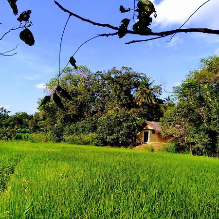 Raintree Villa Dambulla Kültér fotó