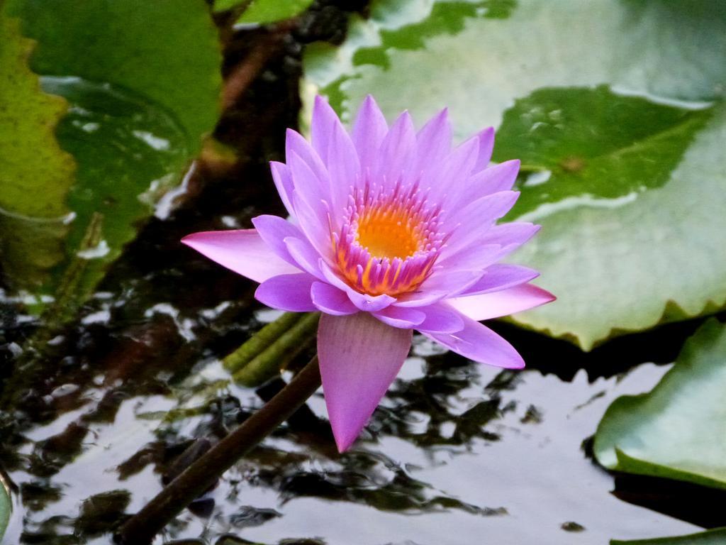Raintree Villa Dambulla Kültér fotó
