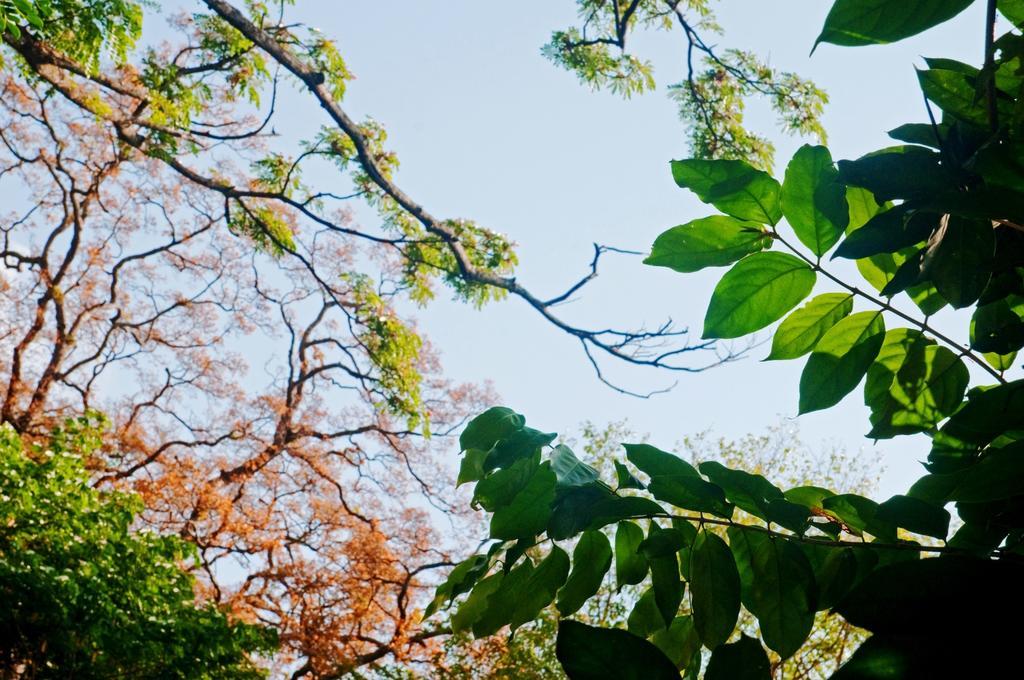 Raintree Villa Dambulla Kültér fotó