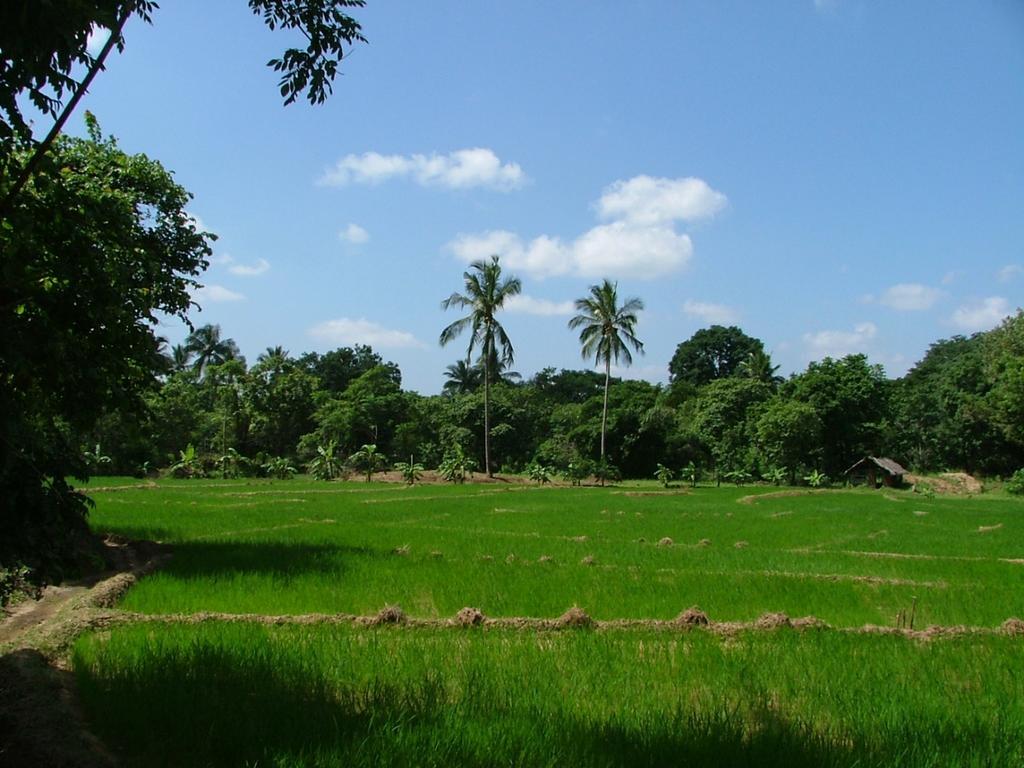 Raintree Villa Dambulla Kültér fotó