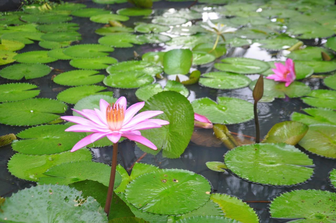 Raintree Villa Dambulla Kültér fotó