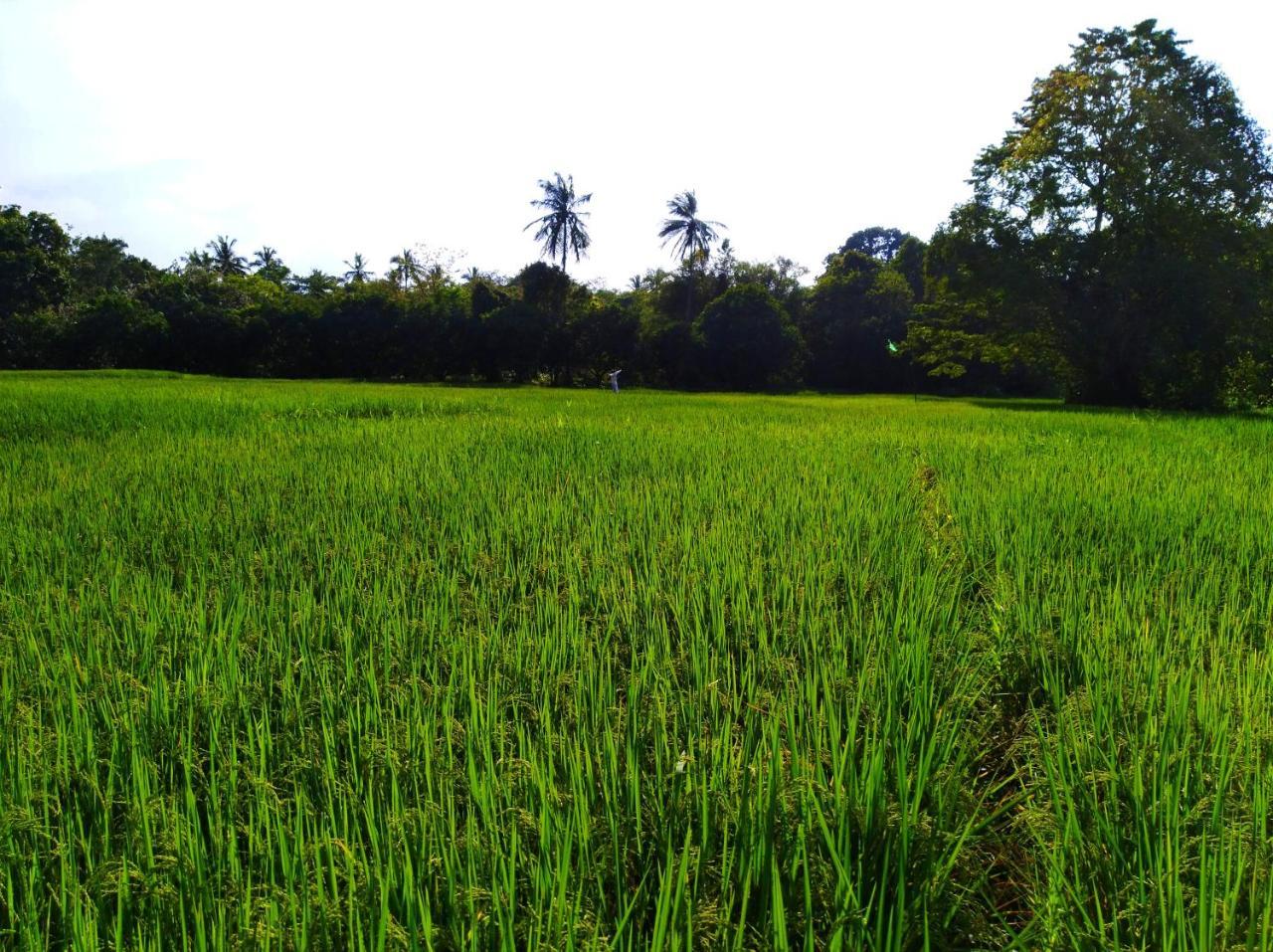 Raintree Villa Dambulla Kültér fotó